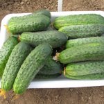 Cucumber Satina F1 – characteristics of an early ripening variety, reviews