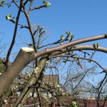 anti-aging tree pruning