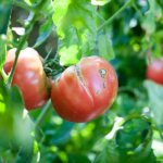 Are cracks on tomatoes dangerous?