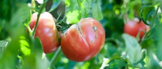 Are cracks on tomatoes dangerous?