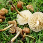 meadow honey fungus: description, where it grows, photo