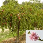 Описание дерева персик