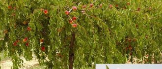 Описание дерева персик