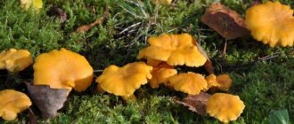 Description of Chanterelle mushrooms: what they look like, what their color is like, where they grow