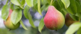 Description of pear Tatyana