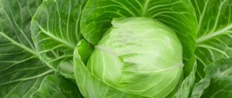 Description of cabbage Cyclops
