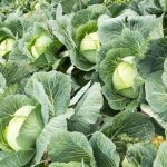 Description of Nozomi cabbage f1