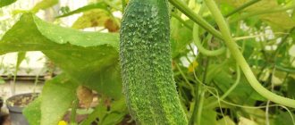 Description of the cucumber Siberian Garland F1