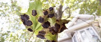 description of autumn maple leaf