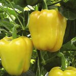Description of the Golden Miracle pepper