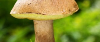 Описание полубелого гриба