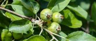 Description, rules for planting and caring for the sweet bliss apple tree