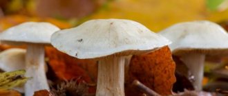 Description of the mushroom variety Gigrofor