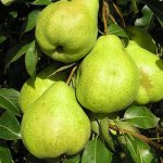 Description of the Augustow Rosa pear variety