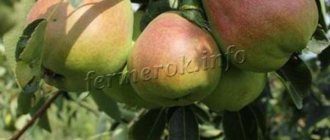 Description of the Bere pear variety