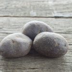 Description of the potato variety Black Prince