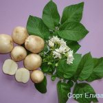 Description of the potato variety Elizaveta