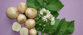 Описание сорта картофеля Елизавета