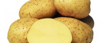 Описание сорта картошки Колетте