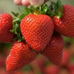Description of the Kimberly strawberry variety