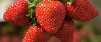 Description of the Kimberly strawberry variety