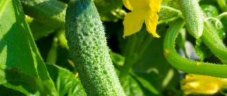 Description of the cucumber variety Khrustik