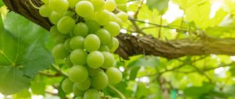 Description of the grape variety Producer