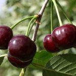 Description of the Zhukovskaya cherry variety