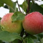 Описание сорта яблок Мантет