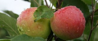 Description of the apple variety Mantet