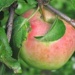 Description of the apple variety Sinap Orlovsky