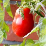 Description of tomato Capia rosea