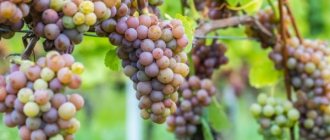 Description grapes Nakhodka