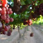Description of Dunav grapes