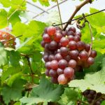 Описание винограда Минский розовый