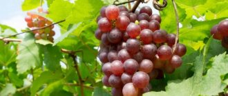Description of Minsk pink grapes
