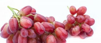 Description of Jaguar grapes
