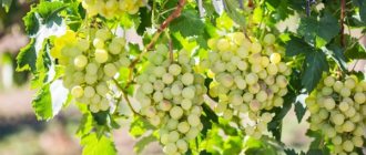 Описание винограда Жемчуг Сабо