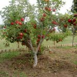 описание яблони сорта Анис