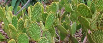 prickly pear succulent