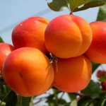 оранжевые плоды на дереве