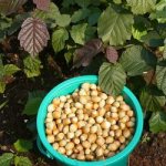 Hazelnut in Siberia planting and care