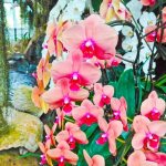 Orchids without a peduncle