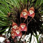 Орхидея дракула фото