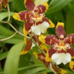 Орхидея Камбрия уход в домашних условиях