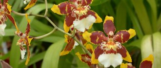 Орхидея Камбрия уход в домашних условиях