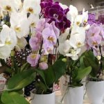 Orchid - propagation methods at home