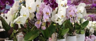 Орхидея - методы размножения в домашних условиях