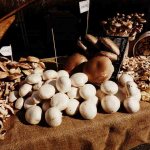 Осенний сбор грибов