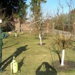 Main diseases of apple trees and their treatment